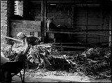Vita agreste - portfolio 4